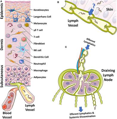 To the Skin and Beyond: The Immune Response to African Trypanosomes as They Enter and Exit the Vertebrate Host